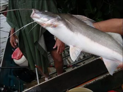 Ce poisson guyanais fait partie de la famille des ...