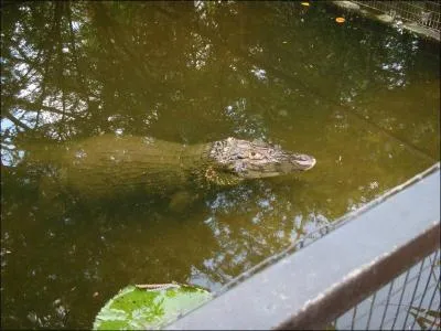 Plus impressionnant ce ... ... d'Amrique du sud !