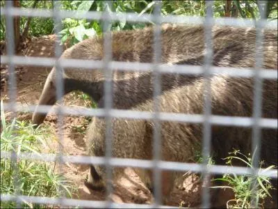 Il se nourrit principalement de fourmis et de termites, le ...