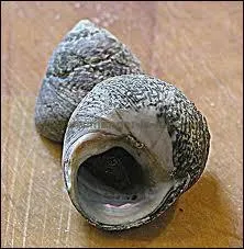 Quel est ce gastropode marin ?