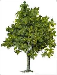 Comment se nomme l'arbre empoisonn par Luke ?