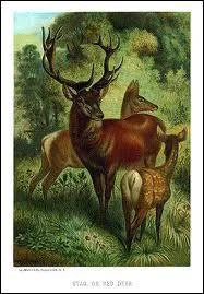 Dans une vieille comptine, que regardait le vieux cerf dans la fort ?