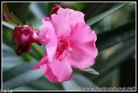 Quelle est cette fleur ?