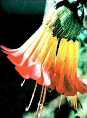 Cette plante est un des symboles boliviens, comment l'appelle t'on ?