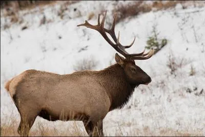 Quel est cet animal ?
