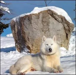 Quel est cet animal ?