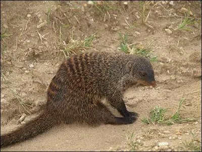 Quel est cet animal ?