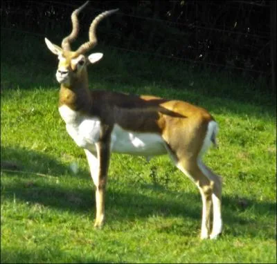 Quel est cet animal ?