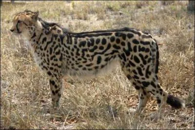 Quel est cet animal ?