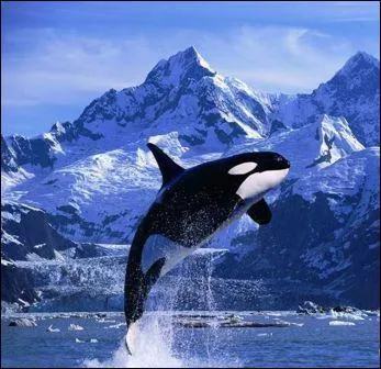 A quelle famille appartient l'orque ?