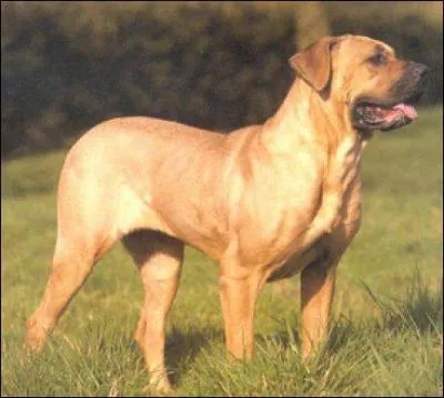 Quelle est cette race de chien ?