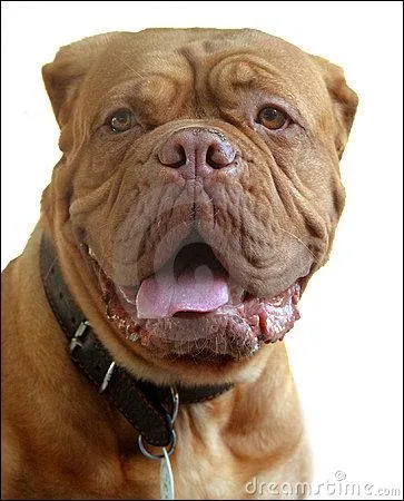 Quelle est cette race de chien ?