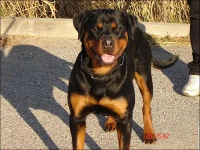 Quelle est cette race de chien ?