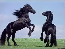 Que fait ce cheval  l'autre cheval ?