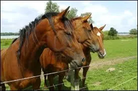 Ces chevaux sont-ils de la mme race ?