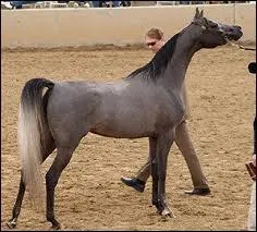 Qu'appelle-t-on un yearling ?