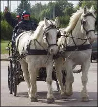 Cette race de chevaux convoyait le poisson frais de la mer  Paris jusqu'aux annes 1850 :