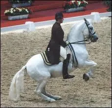 A quelle cole d'quitation appartiennent les clbres lippizans ?