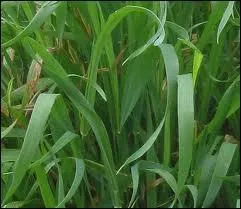 Quelle est cette plante ?