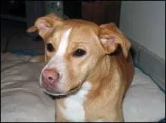 Lequel de ces aliments peut provoquer de graves problmes cardiaques pour le chien ?