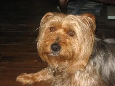 Pourquoi n'avez-vous qu'un seul chien ? Dtendez vous et retrouvez la bonne expression :