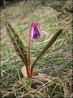 Comment appelle-t-on cette plante ?