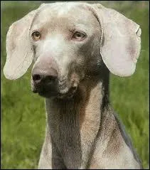 Quelle est cette race de chien ?