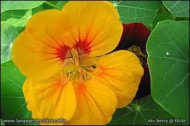 Quelle est cette fleur ?