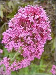 Quelle est cette fleur ?