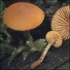 Quel est ce champignon mortel ?