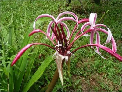 Cette fleur amazonienne a une particularit ...