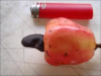 Vous en mangez  l'apritif, il s'agit ...