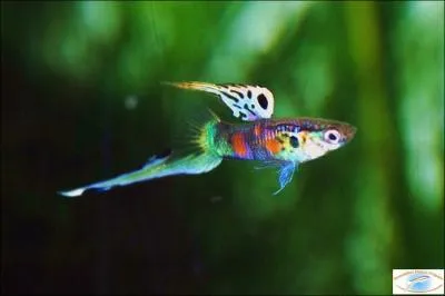 Que faut-il toujours au guppy ?