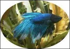 Peut-on mettre un combattant avec un guppy ?