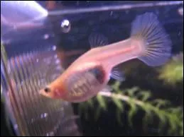 Comment diffrencie-t-on une femelle d'un mle guppy ?