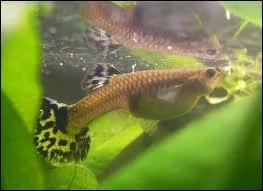 O le guppy pond-il ses oeufs ?