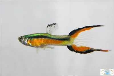 Quelle est cette variante du guppy ?