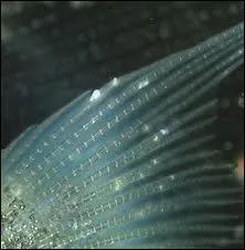 Quelle maladie est-ce ?