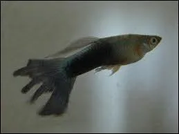 Quelle maladie occasionne ceci ?