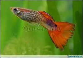 En combien de temps un mle devient-il adulte ?