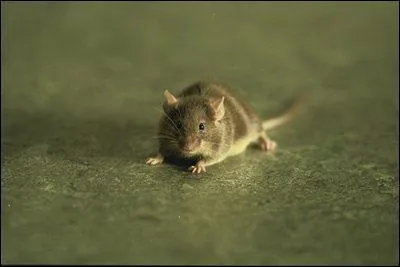 Dans quel film adapt d'un roman de Stephen King une souris du nom de Mr. Jingle est ressuscite par un noir gant condamn  mort aux pouvoirs surnaturels ?
