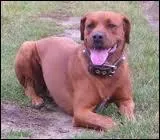 Quelle est cette race de chien ?