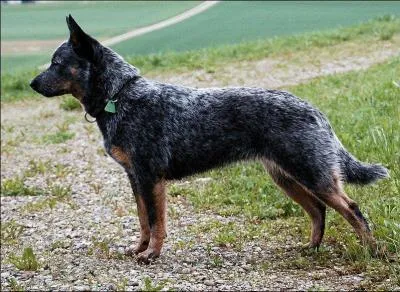 Quelle est cette race de chien ?