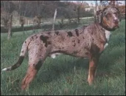 Quelle est cette race de chien ?