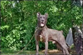 Quelle est cette race de chien ?