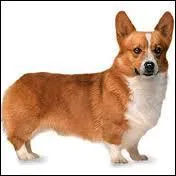 Quelle est cette race de chien ?