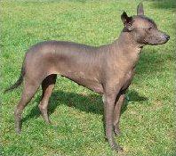 Quiz Races de chiens