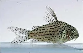 Quel est le surnom des corydoras ?