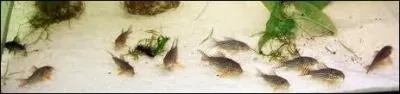 Que mangent les corydoras ?
