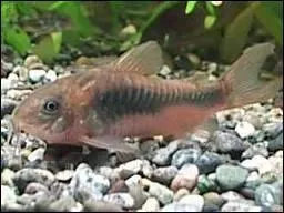 Quelle est cette espce de corydoras ?